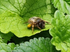 Anthophora furcata