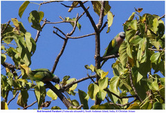 Psittacula alexandri abbotti