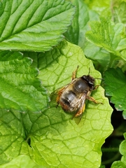Anthophora furcata