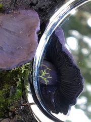 Cortinarius austroviolaceus