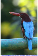 Halcyon smyrnensis saturatior