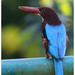 Andaman White Throated Kingfisher - Photo (c) Christian Artuso, some rights reserved (CC BY-NC-ND), uploaded by Christian Artuso