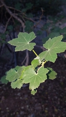 Malva assurgentiflora
