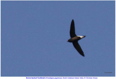 Hirundapus giganteus