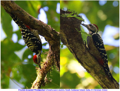 Dendrocopos analis