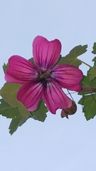 Malva assurgentiflora
