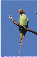 Psittacula longicauda