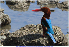 Halcyon smyrnensis saturatior