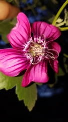 Malva assurgentiflora
