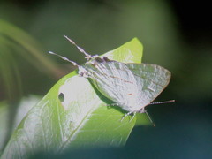 Hypolycaena buxtoni buxtoni