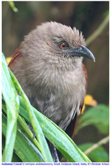 Centropus andamanensis