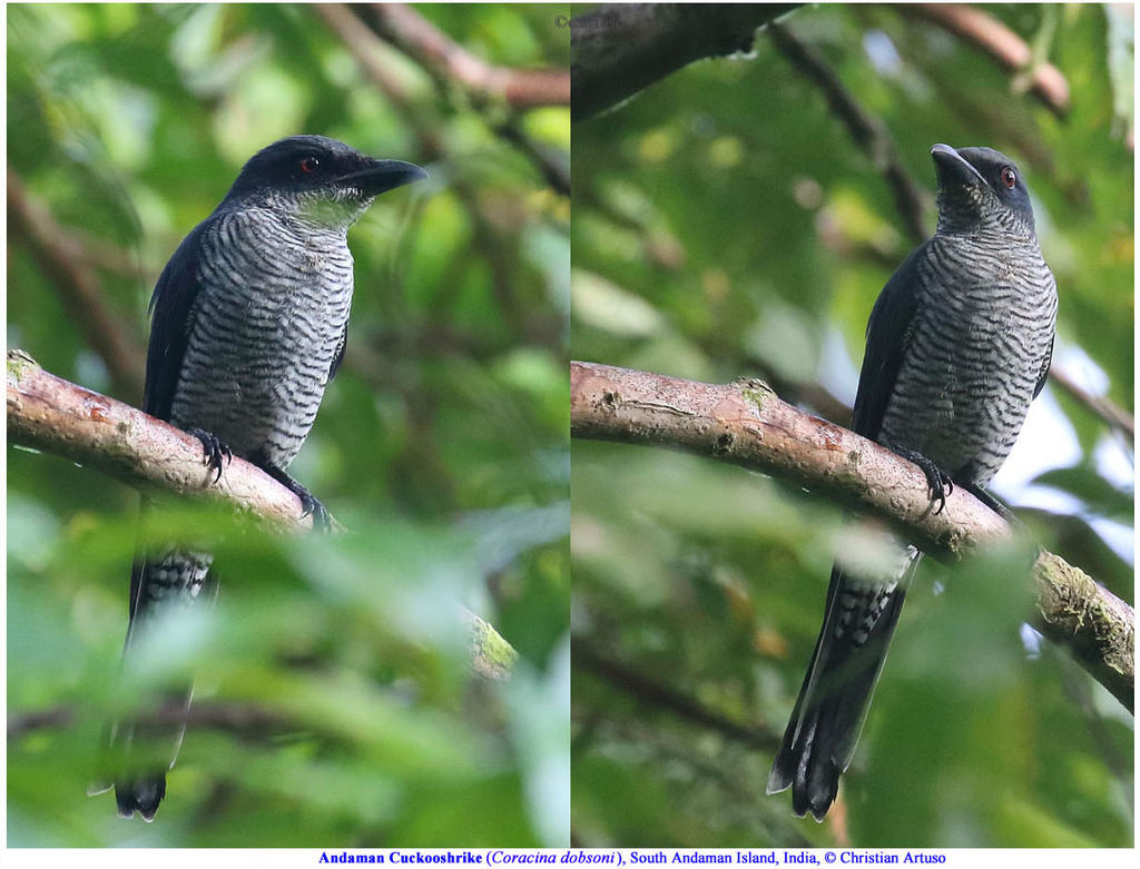 Andaman Cuckooshrike photo