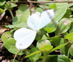 Leptosia alcesta