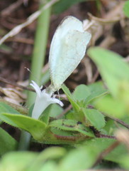 Leptosia alcesta