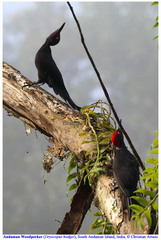 Dryocopus hodgei