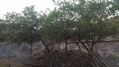 Malva assurgentiflora