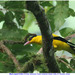 Andaman Black-naped Oriole - Photo (c) Christian Artuso, some rights reserved (CC BY-NC-ND), uploaded by Christian Artuso