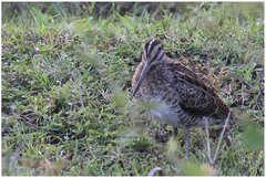 Gallinago