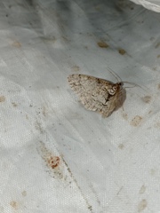 Paradarisa consonaria