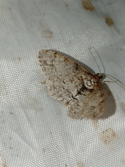 Paradarisa consonaria