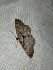 Paradarisa consonaria