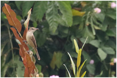 Acrocephalus stentoreus