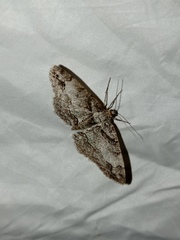 Paradarisa consonaria