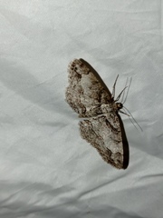 Paradarisa consonaria