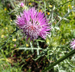 Galactites tomentosus