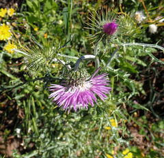 Galactites tomentosus
