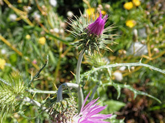 Galactites tomentosus