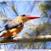 Andaman Stork-billed Kingfisher - Photo (c) Christian Artuso, some rights reserved (CC BY-NC-ND), uploaded by Christian Artuso