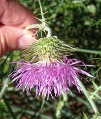 Galactites tomentosus