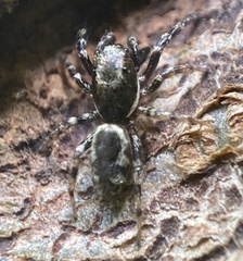 Salticus zebraneus