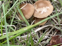 Psathyrella spadiceogrisea