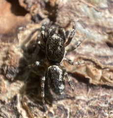Salticus zebraneus