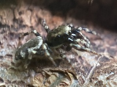Salticus zebraneus
