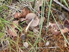Psathyrella spadiceogrisea