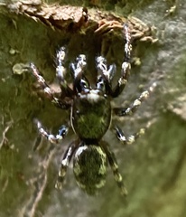 Salticus zebraneus