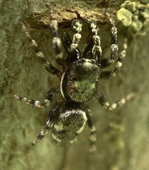 Salticus zebraneus