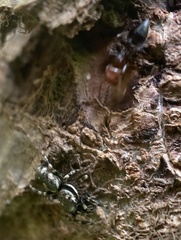 Salticus zebraneus