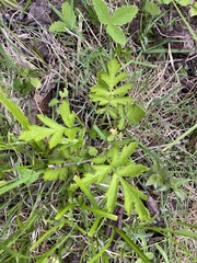 Geum laciniatum