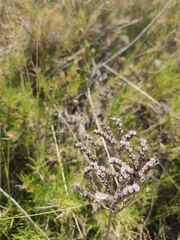 Petrosedum sediforme