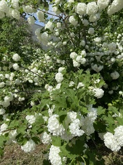 Viburnum opulus