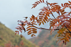 Sorbus tianschanica