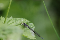 Coenagrion puella