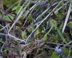 Drosera