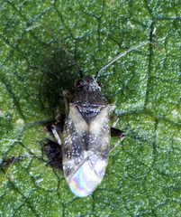 Europiella