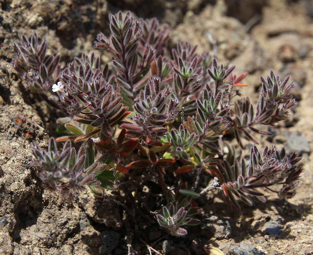 Micromeria pedro-luisii