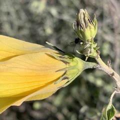 Hibiscus dongolensis